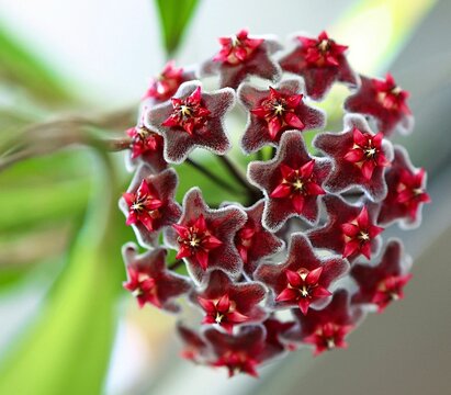 Closeup of a vibrant red and white Hoya carnosa in a lush green with a blurry background