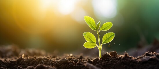 The idea of planting and growing in a garden with sunlight is part of agricultural practices