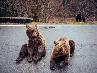 two bears are sitting in the street near one another and one of them is on