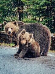 two brown bears standing on a road next to a forest