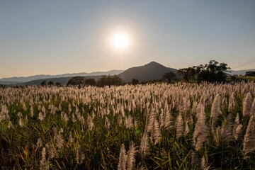 Fototapeta premium Picturesque landscape a stunning sun rising over sugar cane fields in Michoacan