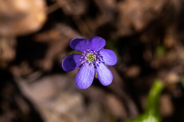 a small blue flower is shown in the picture, the petals appear to be delicate