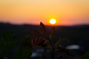 leaves in foreground with sunset in the background and a mountain