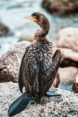 Vertical closeup of crowned cormorant standing on the stones near water with blurred background