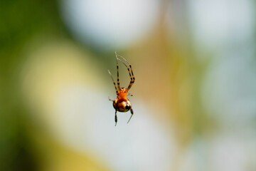 Close-up shot of a small spider hanging precariously on a web