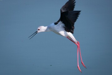Majestic Black-winged stilt bird soaring in the sky