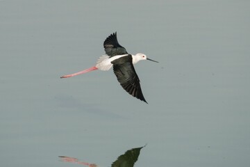 Black-winged stilt soaring against the blue background