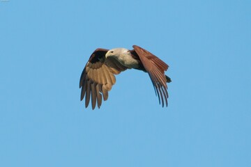 Small Brahminy kite bird with brown and white plumage flying with its wings spread wide
