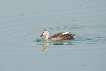 White duck swimming in a calm blue body of water