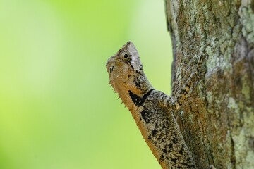 Small Frilled-neck lizard on a tree trunk
