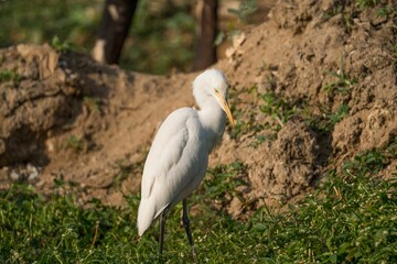 White Cattle egret bird standing in the grass on a sunny day