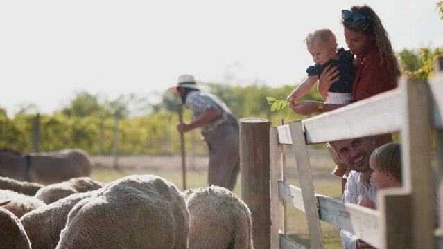 Sequence of footage of a tourist family with young children visiting a sheep farm