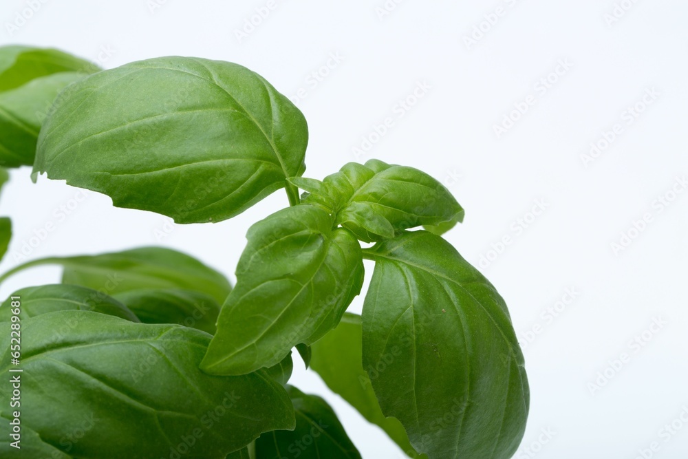 Poster Fresh basil leaves isolated on white background