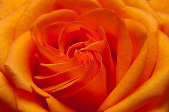 Close up image of single orange rose