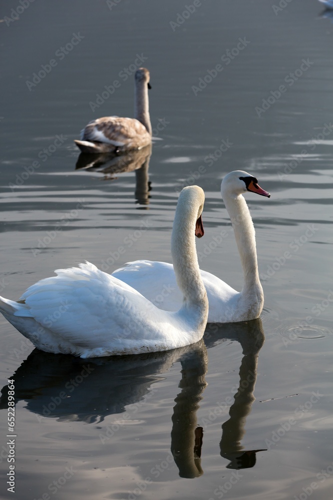 Canvas Prints beautiful white swans floating on the water