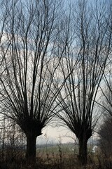 Typical knotted pollard willows in Dutch Biesbosch landscape
