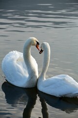 Beautiful white swans floating on the water