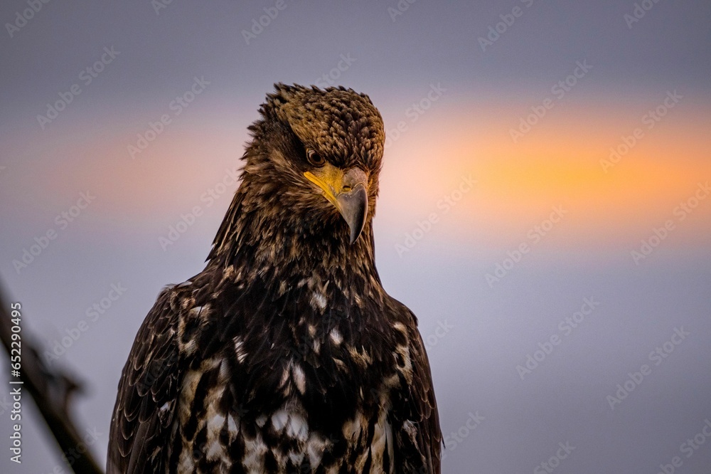 Wall mural Closeup shot of a juvenile bald eagle.