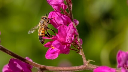 Closeup shot of a small honeybee near the pink flower