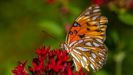 Macro profile shot of a Gulf fritillary on the red petals of a plant
