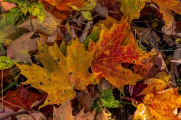 Closeup of colorful fallen autumn leaves on the ground