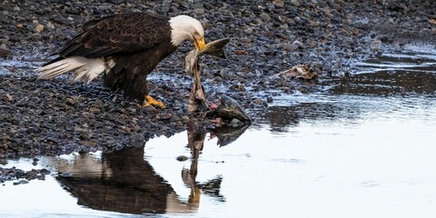 Majestic bald eagle stands in the water, clutching a freshly caught fish in its beak