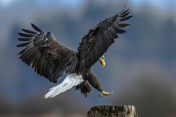 Majestic bald eagle landing on a wooden post.