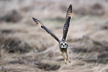 Beautiful short-eared owl during flight. Asio flammeus.