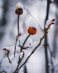 Vertical closeup shot of branches with buds covered in snow