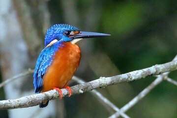 Male common kingfisher perched on a branch