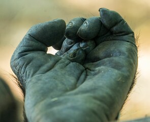 Closeup of an half-opened hairy gorilla hand against a blurred background
