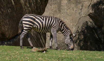 Fototapeta na wymiar Zebra grazing near rock