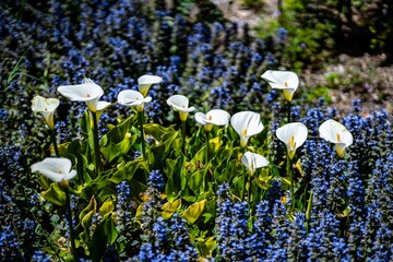 Scenic view of white calla lilies in the Descanso Gardens in Los Angeles.