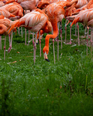 group of flamingos