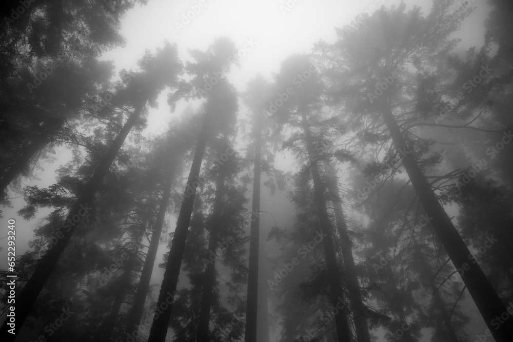 Poster low angle view of forest with dense trees