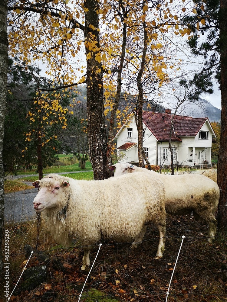 Poster two sheep are standing next to each other in a field