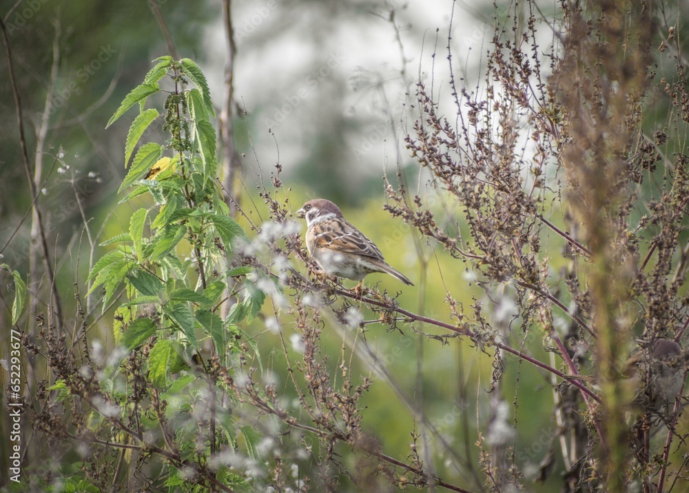 Poster view of a cute sparrow sitting on dry branch in a field