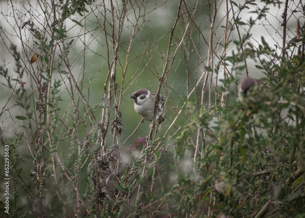 Poster view of a cute sparrow sitting on dry branch in a field