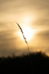 Closeup of dry grass on a blurred sunset background