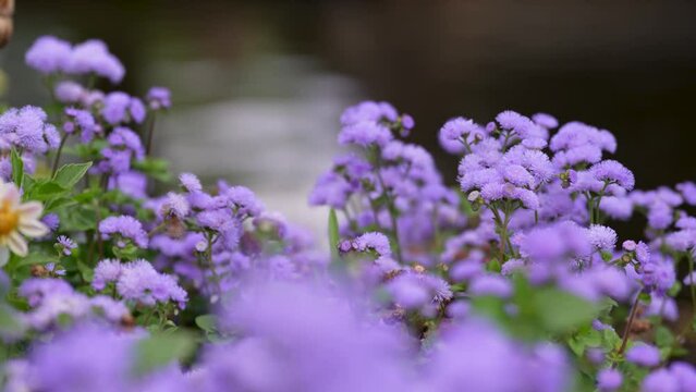 Ageratum hostonianum blue mink (thread flower). beautiful flowers of small size. selective focus. photo during the day. 4k video, 50 fps.