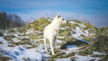 Friendly white dog stands in a winter wonderland, looking curiously around its snowy surroundings