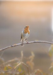Solitary European robin stands on a thin branch, silhouetted against a backdrop of bright sunlight