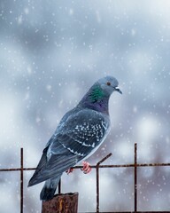 Closeup shot of a rock pigeon perched on a metal fence during snowfall.