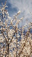 Vertical shot of blooming apple blossom tree branches under a blue sky