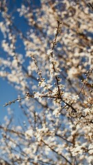 Vertical shot of blooming apple blossom tree branches under a blue sky
