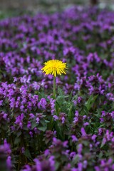 Vertical shot of a single yellow dandelion growing in a field of purple flowers