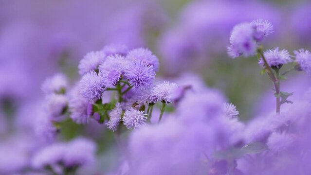 Ageratum hostonianum blue mink (thread flower). beautiful flowers of small size. selective focus. photo during the day. 4k video, 50 fps.