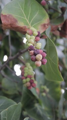 Uvas de playa