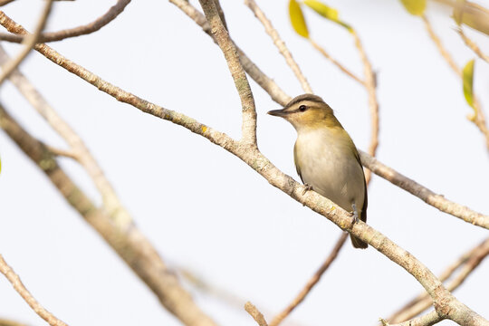 A red-eyed vireo (Vireo olivaceus) in Palmetto, Florida
