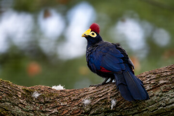 Ross's Turaco - Tauraco rossae, beautiful colored bird from African forests and woodlands, Uganda.